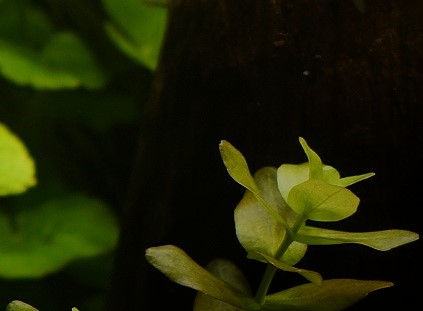 Butter bei die Fische