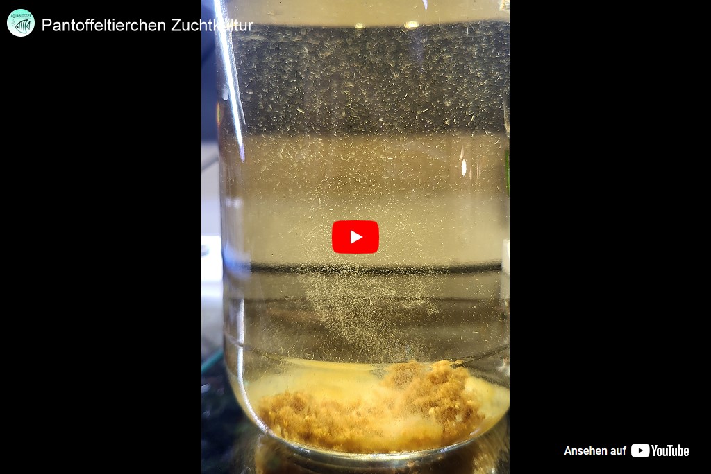 YouTube Screenshot Pantoffeltierchen