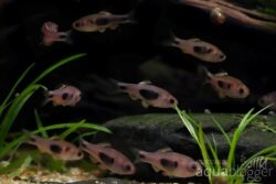 Schmetterlingsbarben Enteromius hulstaerti Nachzuchten DNZ