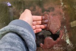 Microfex einfach mit der Hand entnehmen